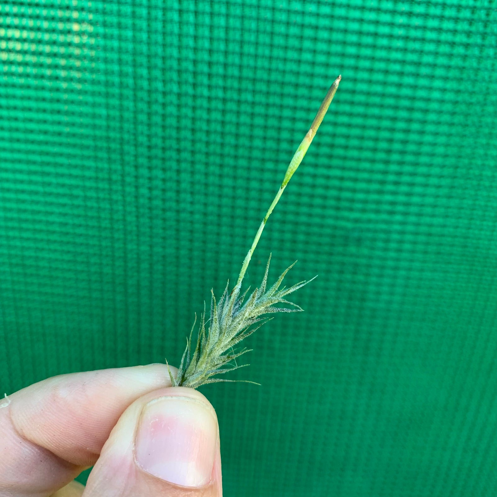 Tillandsia - tricholepsis (Wholesale)