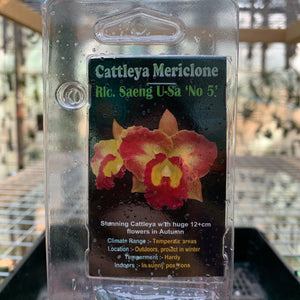 Orchid - Cattleya Mericlone ‘Rlc. Saeng U-SA No. 5’