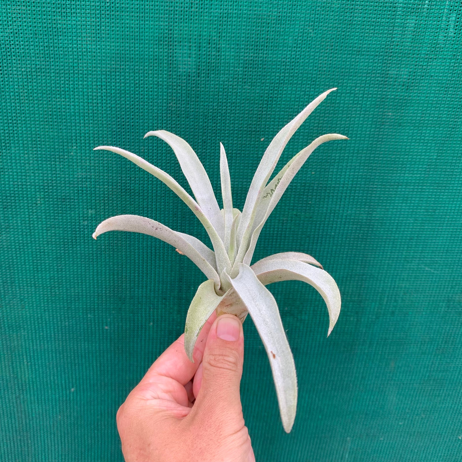 Tillandsia - mima ex. PT