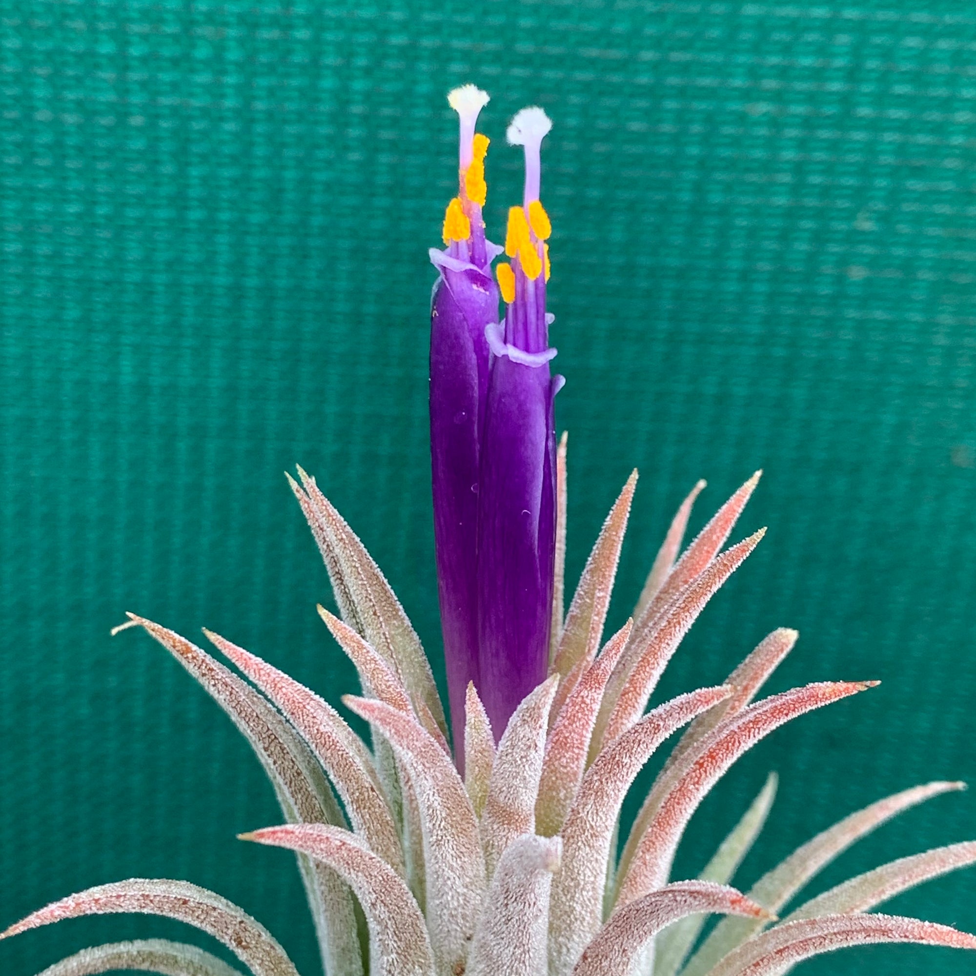 Tillandsia - ionantha 'Bravo'