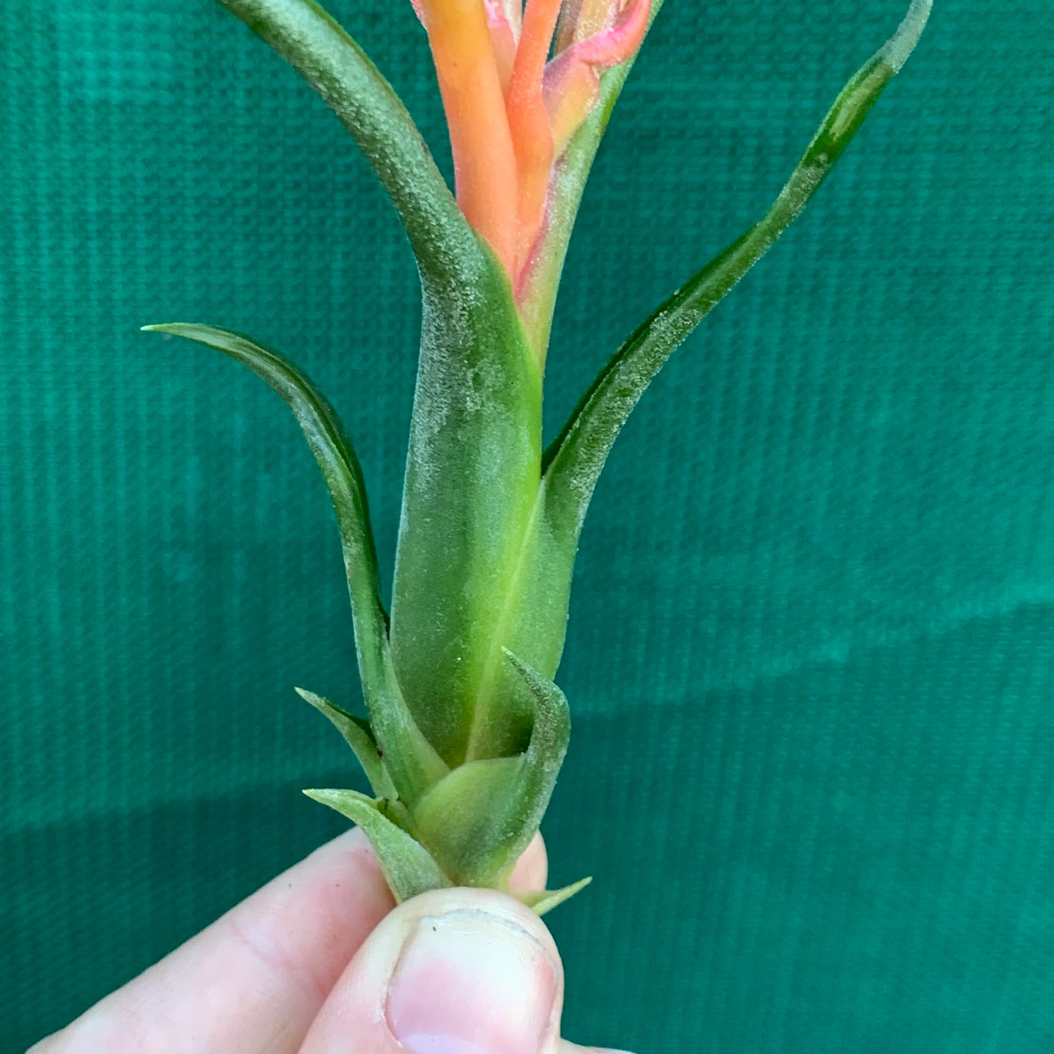 medusa air plant bloom Tillandsia - Queen's Medusa