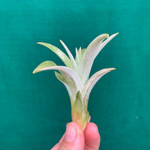 Tillandsia - Queen’s Delight