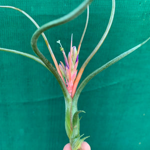 Tillandsia - Queen’s Medusa