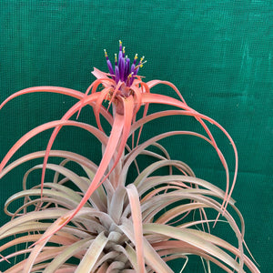 Tillandsia - NOID ‘APD014’