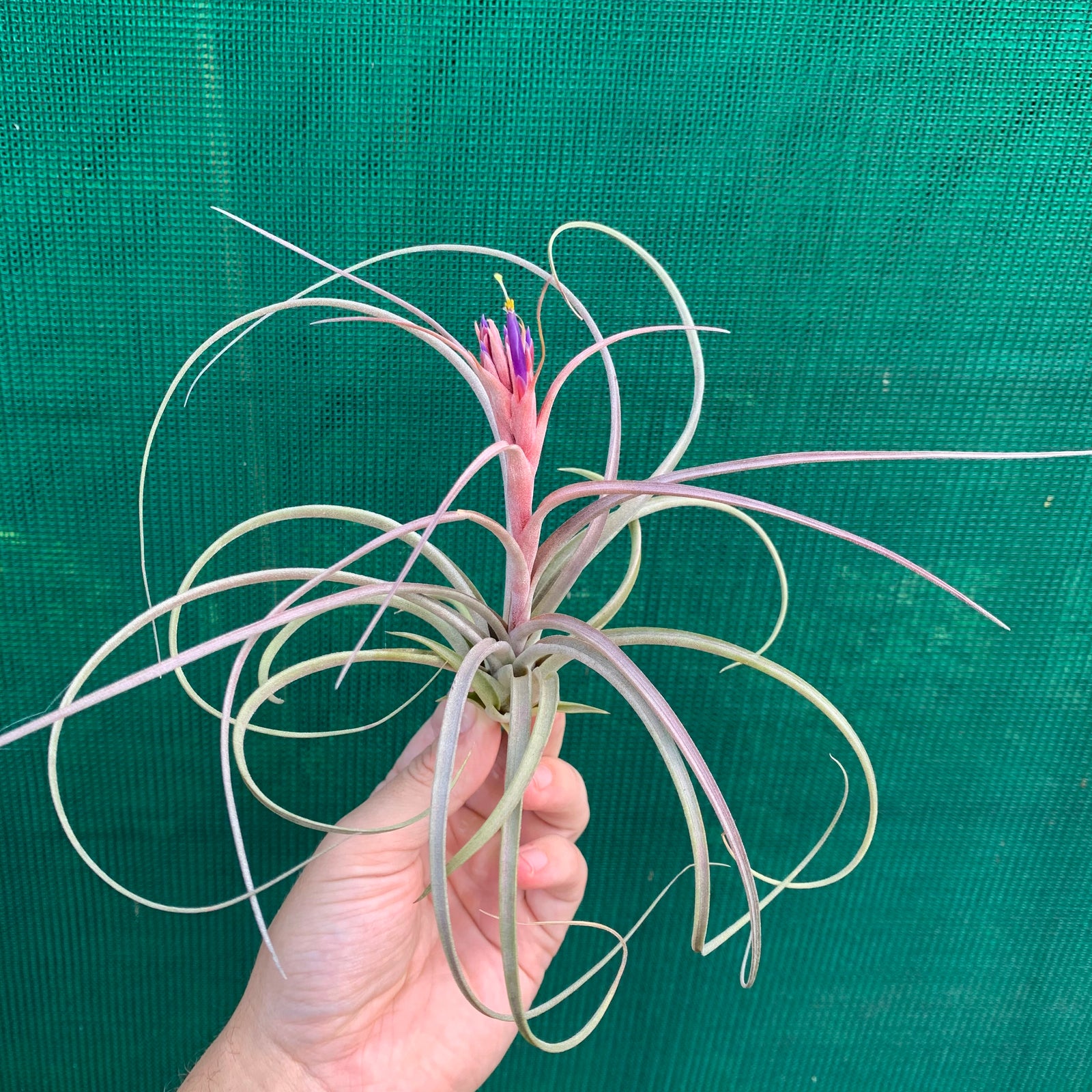 Tillandsia - Jes