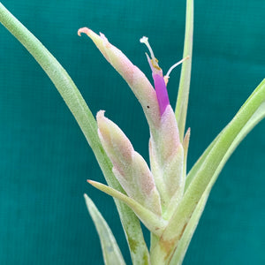 Tillandsia - paucifolia