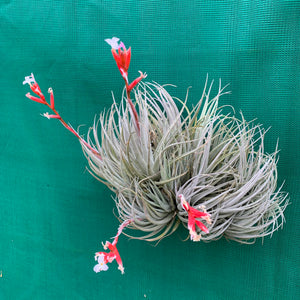Tillandsia - subsecundifolia ‘Red’ ex. BD NEW