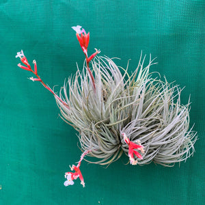 Tillandsia - subsecundifolia (Wholesale)