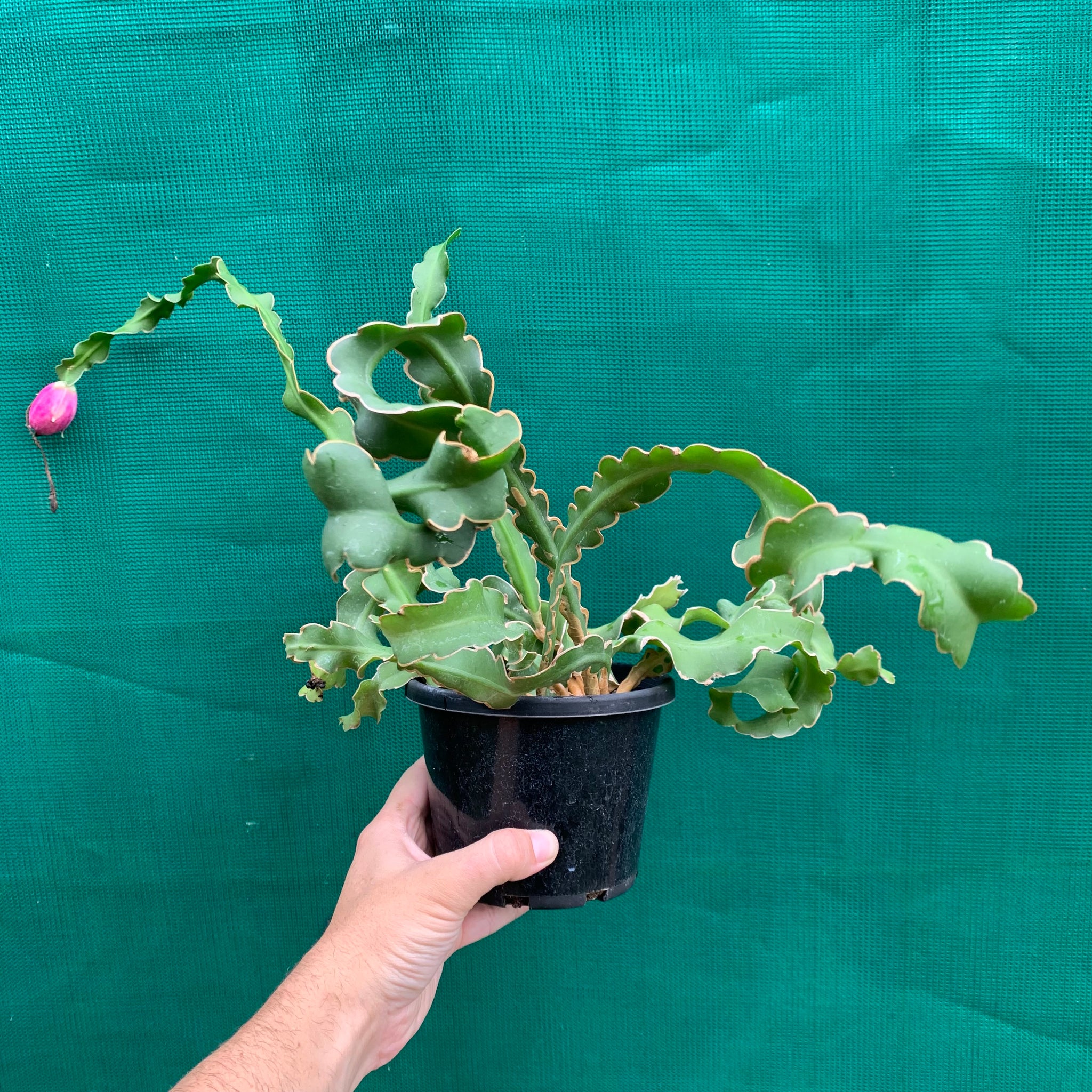 curly sue succulent Epiphyllum 'Curly Sue' guatemalense monstrose - EP16