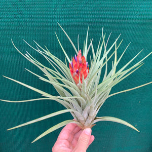 Tillandsia - Hal’s Nidus