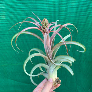 Tillandsia - brachycaulos x streptophylla Nat. Hybrid