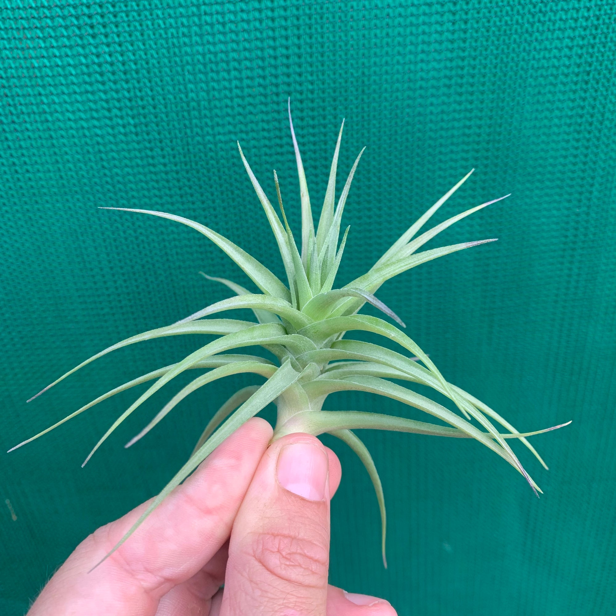 Tillandsia - aeranthos ex. CC - Air Plant Decor