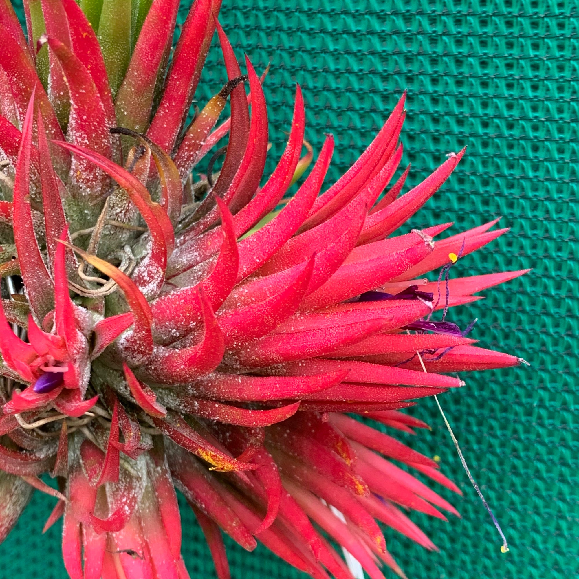 Tillandsia ionantha totem pole ex. RFI 【公式通販】