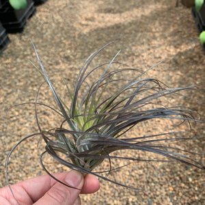 Tillandsia - stricta 'Red'