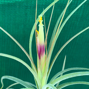 Tillandsia - x rectifolia