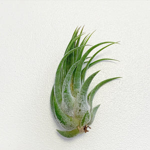 Tillandsia - Tina Parr ex. CC