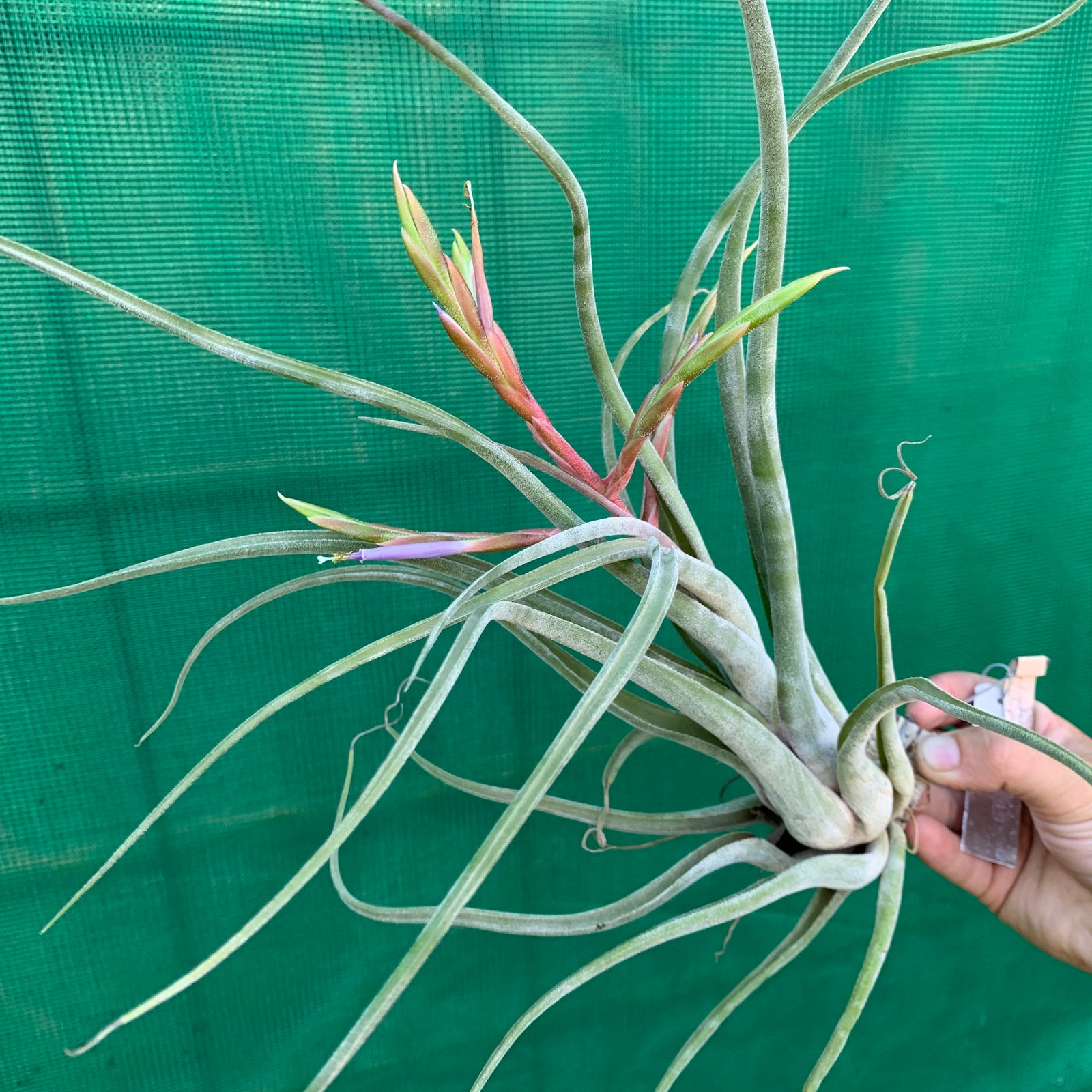 Tillandsia - Jerrang ex. PB