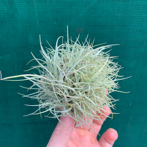 Tillandsia - Pringlei (Wholesale)