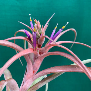 Tillandsia - brachycaulos x streptophylla Nat. Hybrid