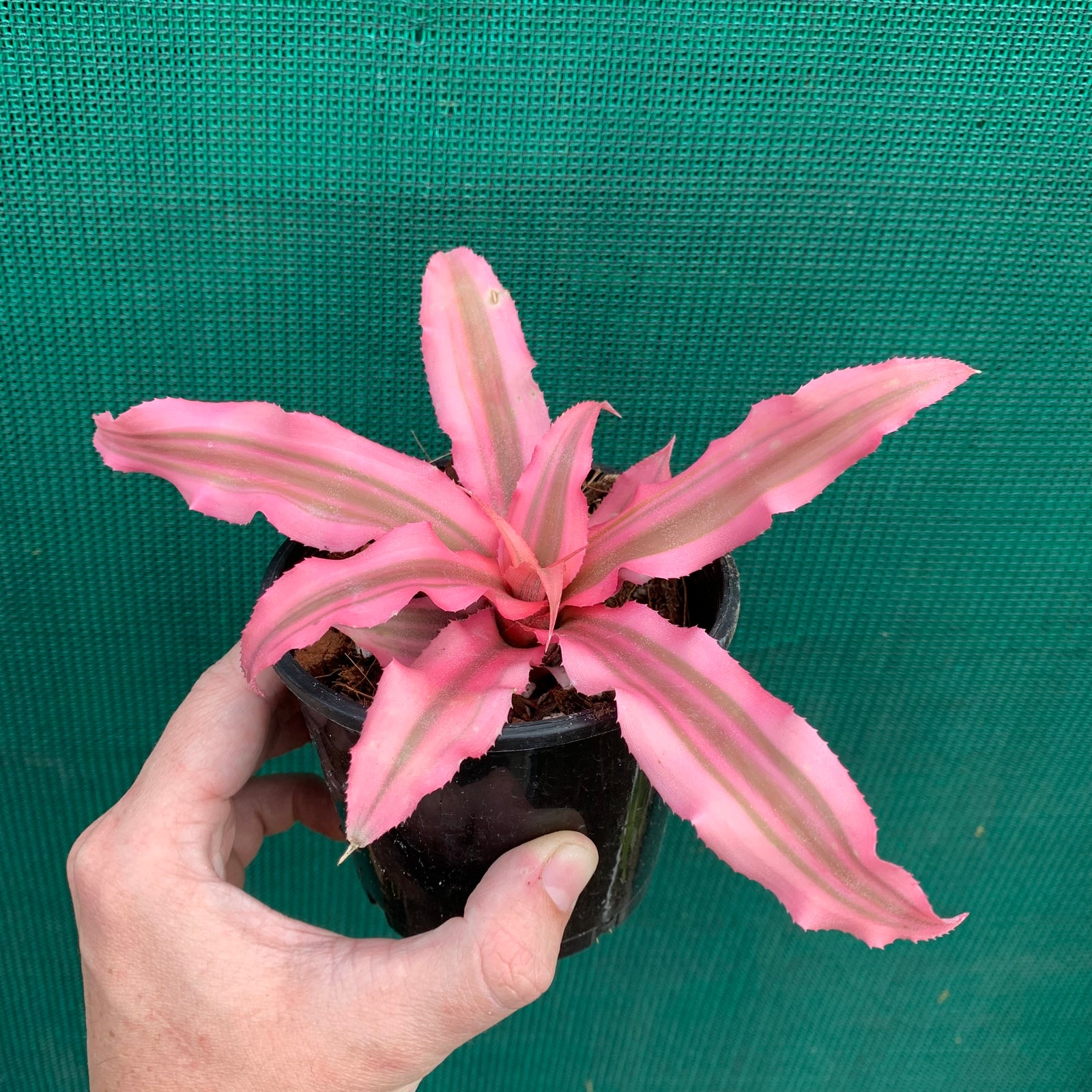 Cryptanthus - Arlety