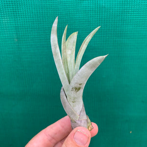 Tillandsia -  Coalcomanensis ex. LK