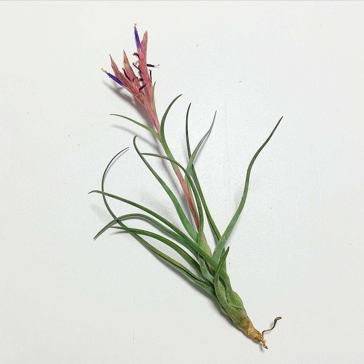 pseudobaileyi air plant Tillandsia