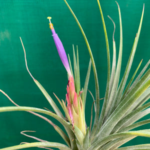 Tillandsia - Boreen ex. GA NEW