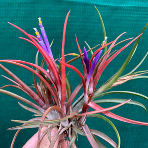 Tillandsia - capitata ‘Grosse Form’ NEW