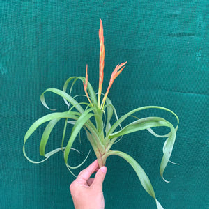 Tillandsia - Flabellata