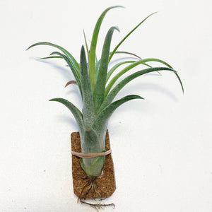 Tillandsia - Leopard