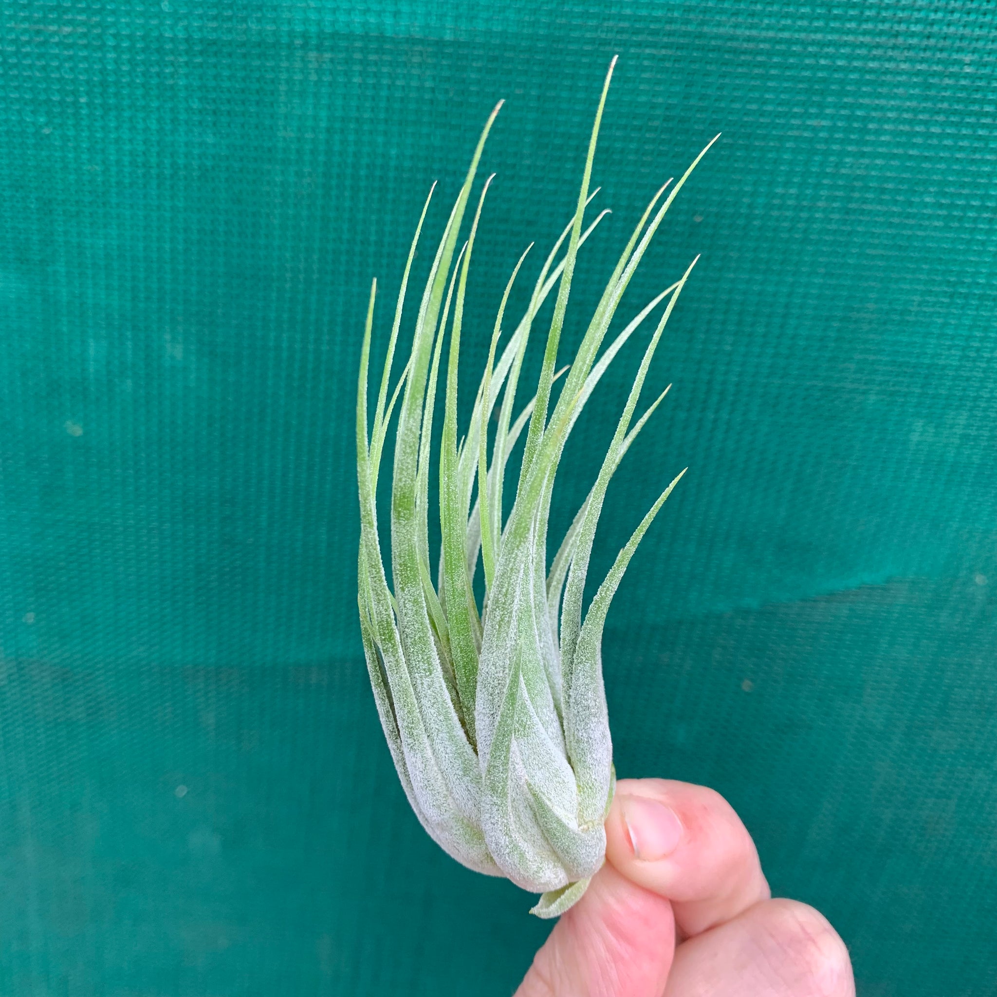 scaposa air plant Tillandsia - scaposa ex. CC