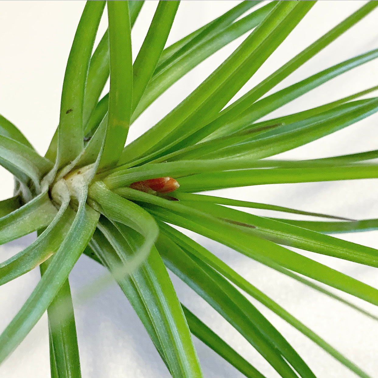 caulescens air plant Tillandsia - caulescens