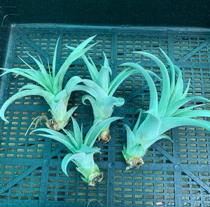 Tillandsia - El Rancho ex. AP