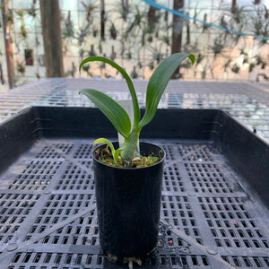 Orchid - Dendrobium ‘White Mocet’