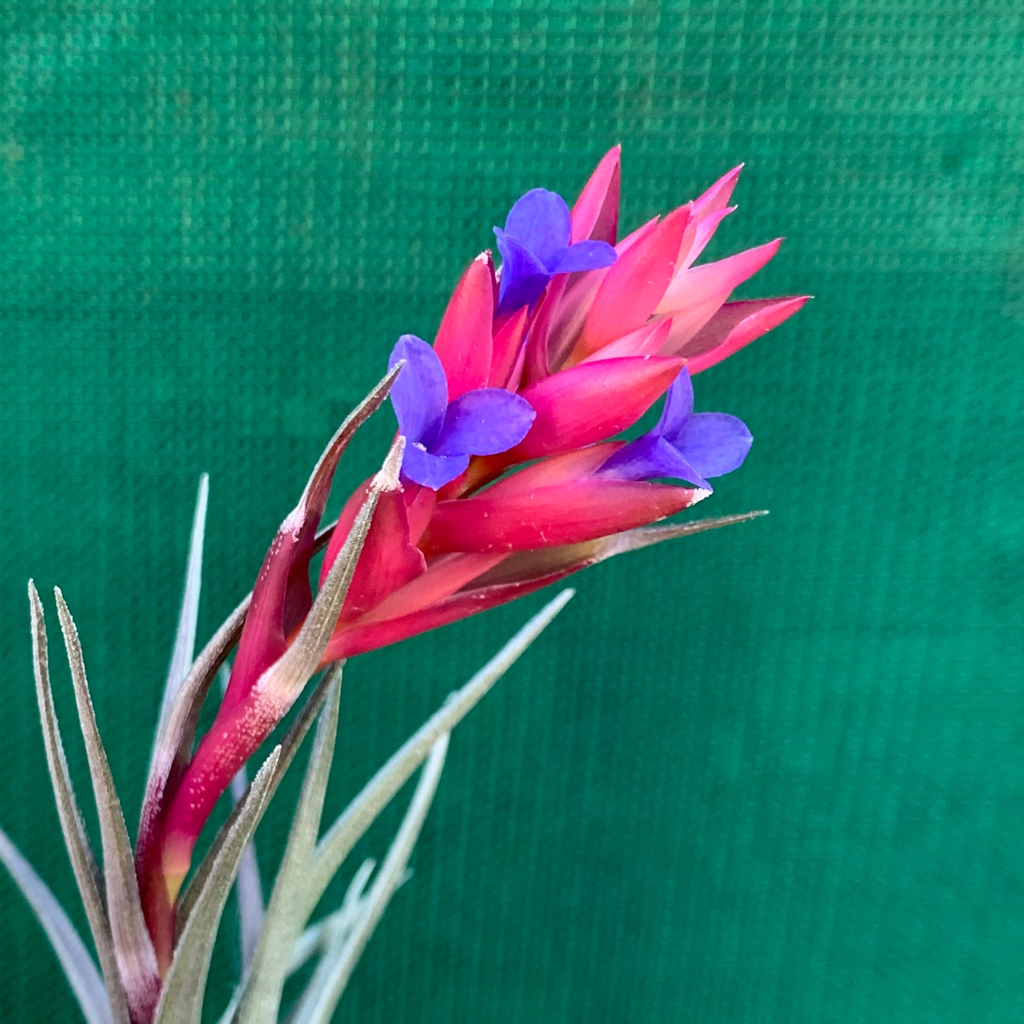 Tillandsia - Purple Gem