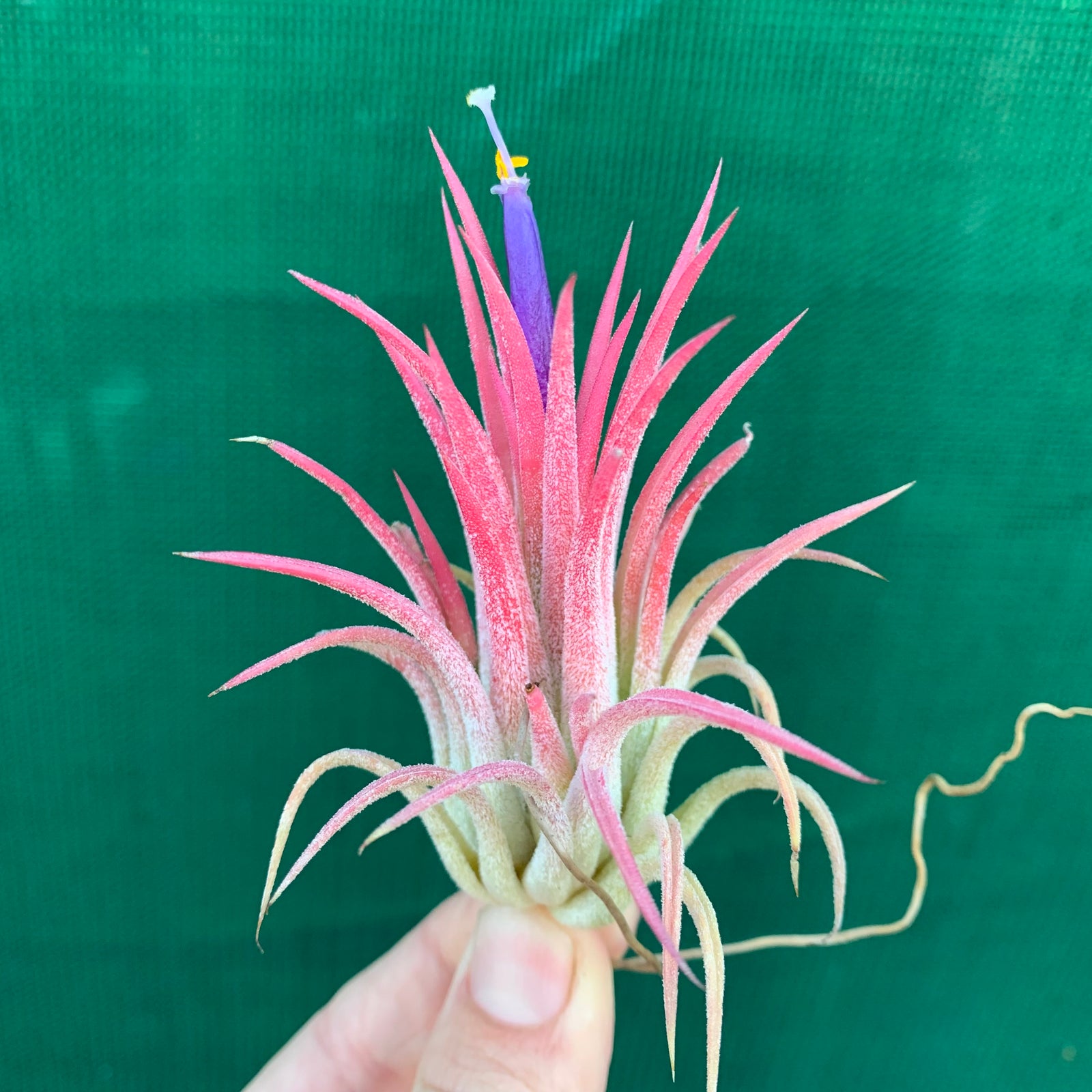 Tillandsia - ionantha ‘Peachy Pink’