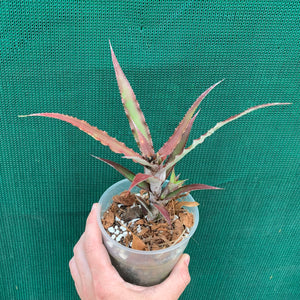 Cryptanthus - Ruby Ryde