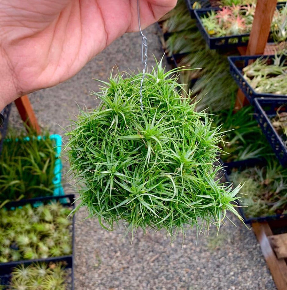 Tillandsia - aeranthos 'Miniata'