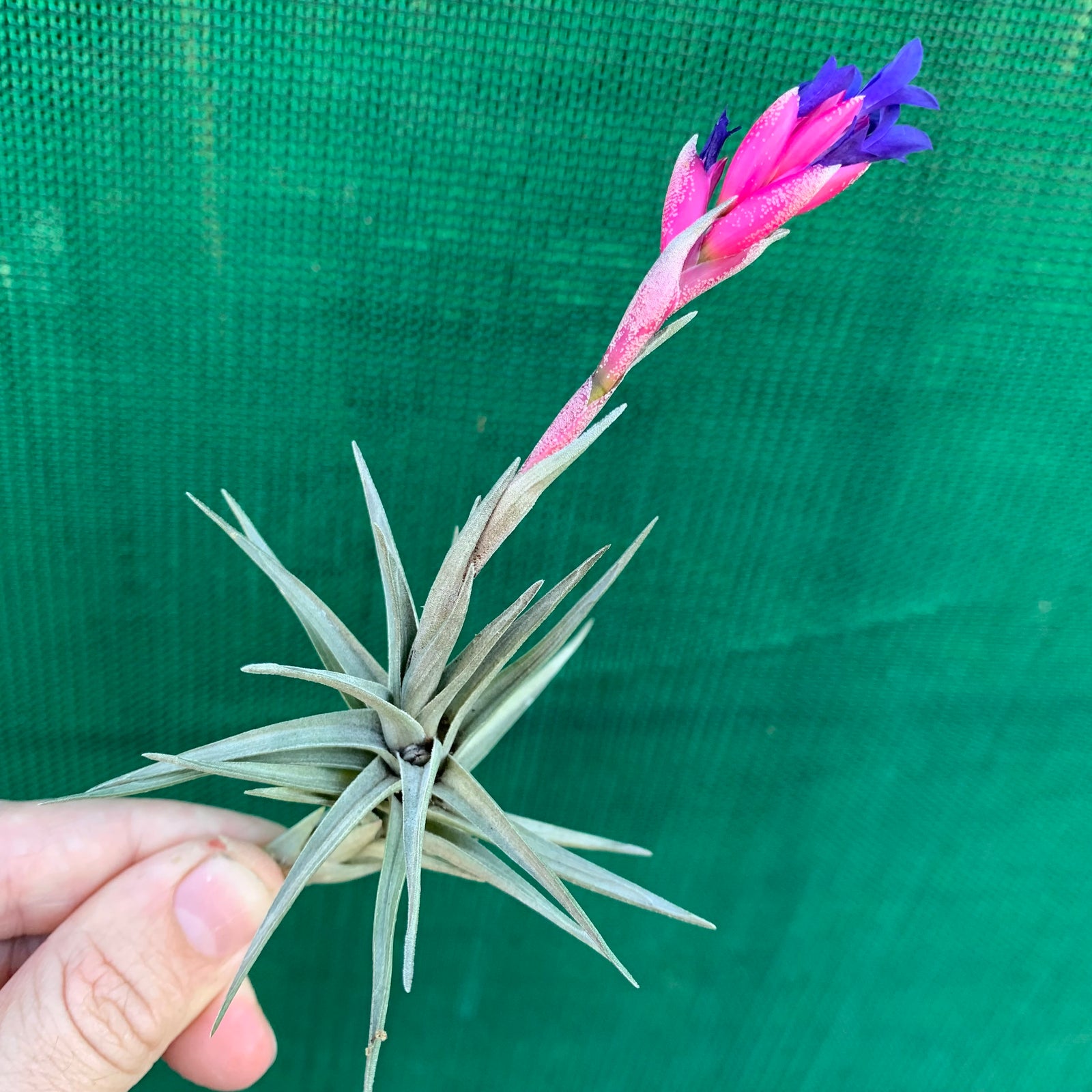 Tillandsia - aeranthos Small Purple ex. Germany
