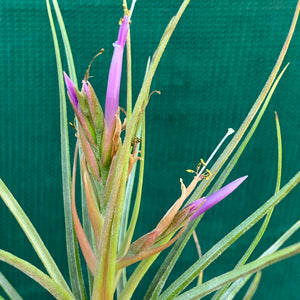 Tillandsia - Orange Crush