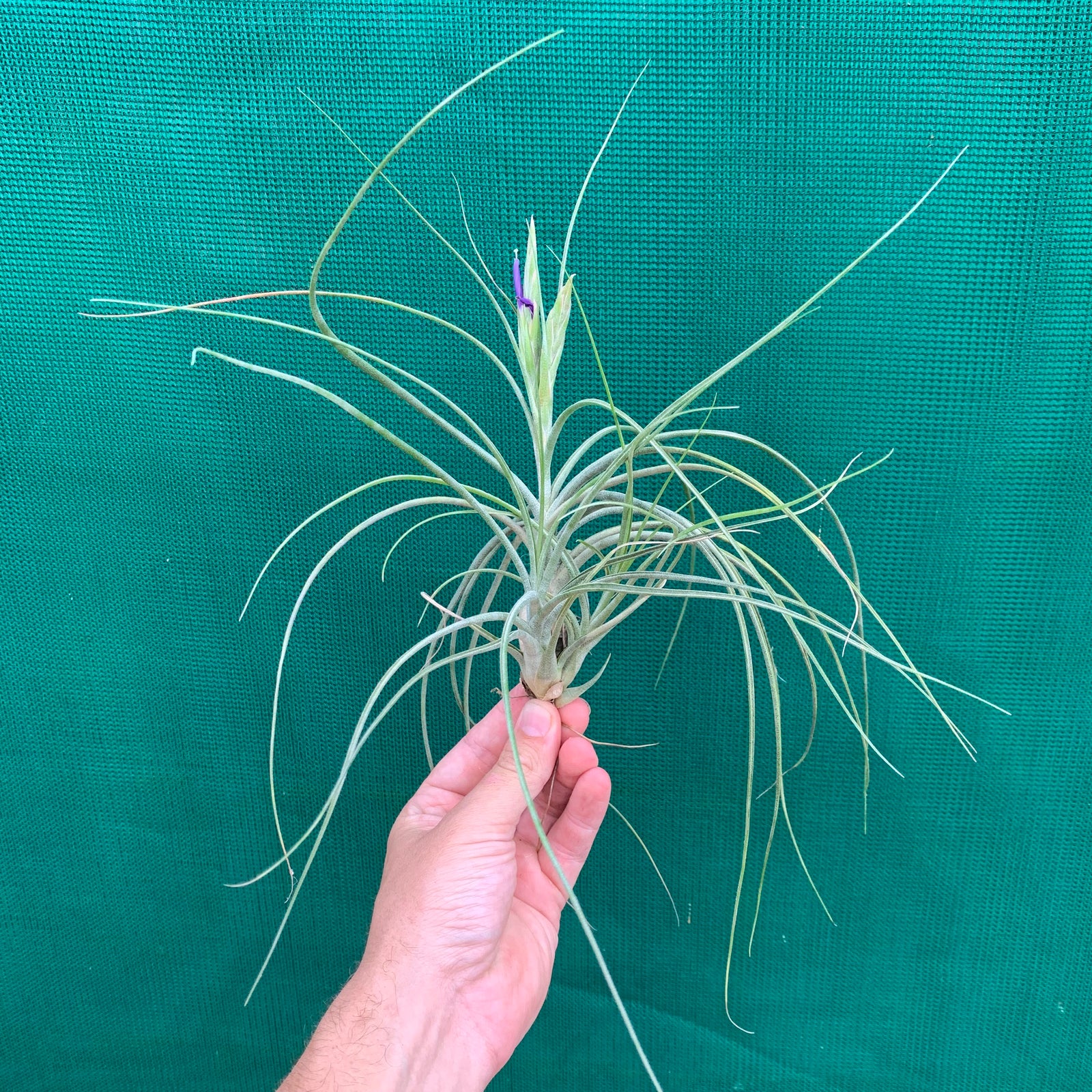 Tillandsia - But Rob ex. PT