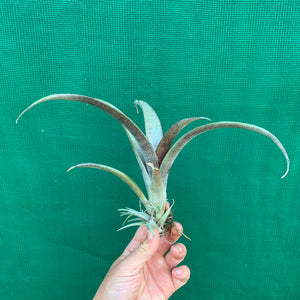 Tillandsia - grandis PB1048