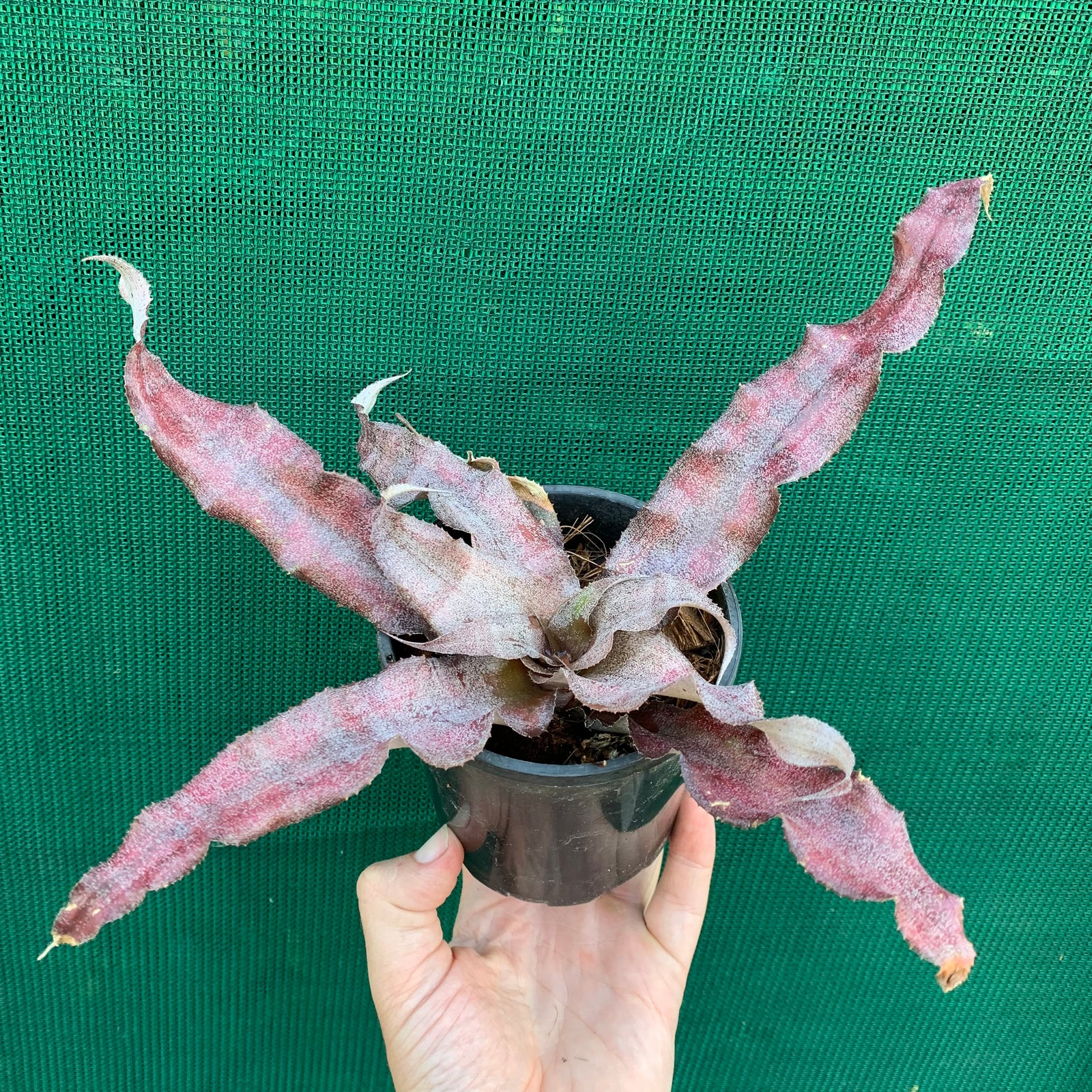 Cryptanthus - Eruption