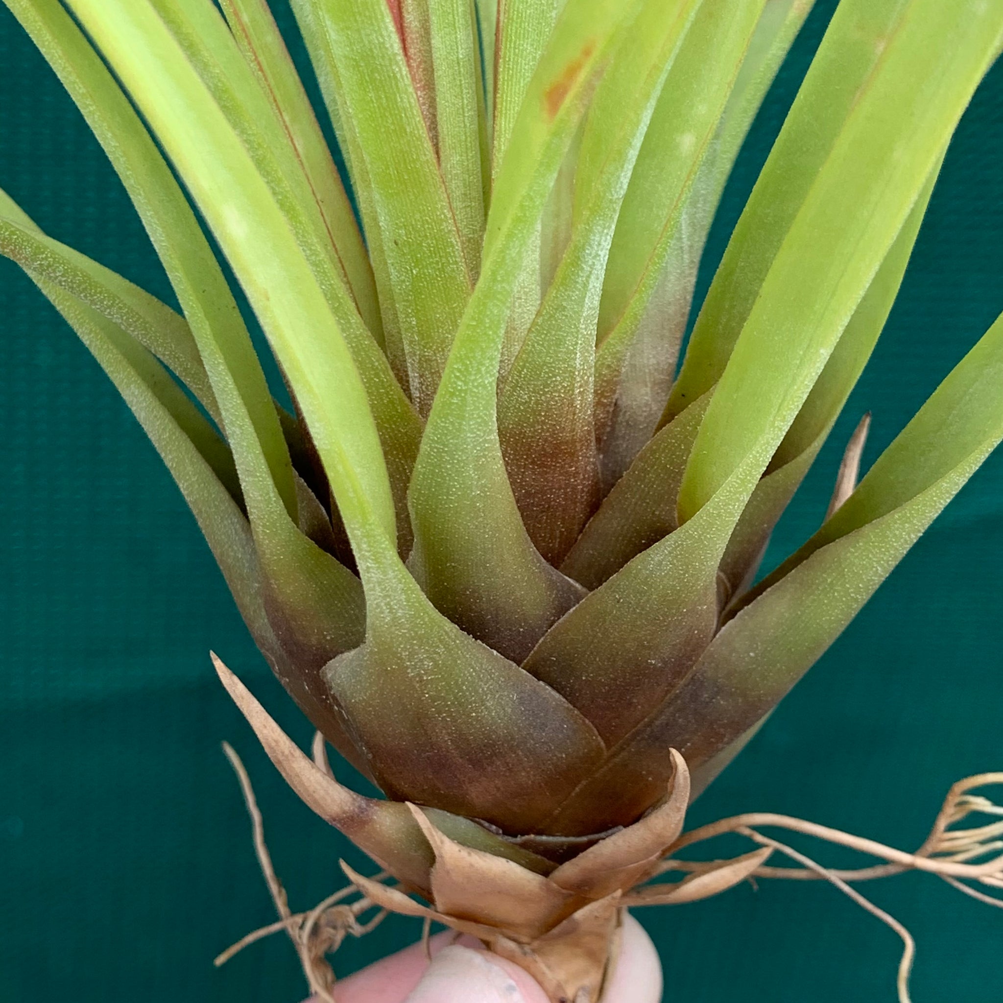 tricolor air plant Tillandsia - tricolor