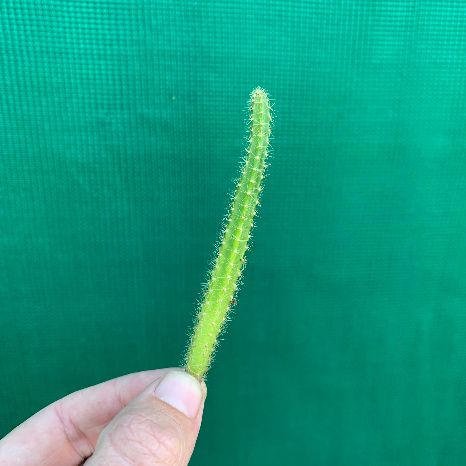 Aporophyllum Paradisian Pink A3