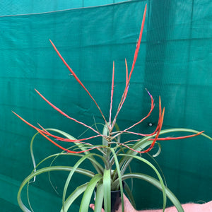 Tillandsia - Flabellata ‘Giant Red’ ex. PT