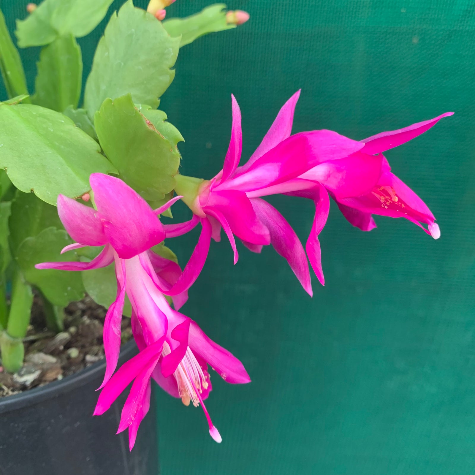 Zygocactus Christmas Charm