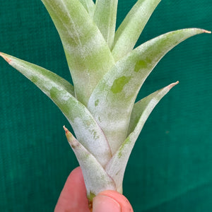 vivipara air plant Tillandsia - flexuosa 'Vivipara' ex. CC