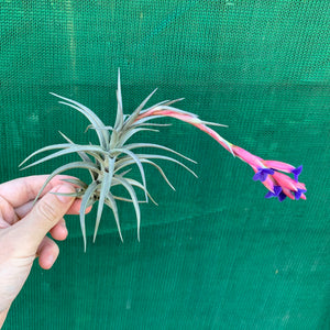 Tillandsia - aeranthos ‘Recurved Leaf’ ex. FE