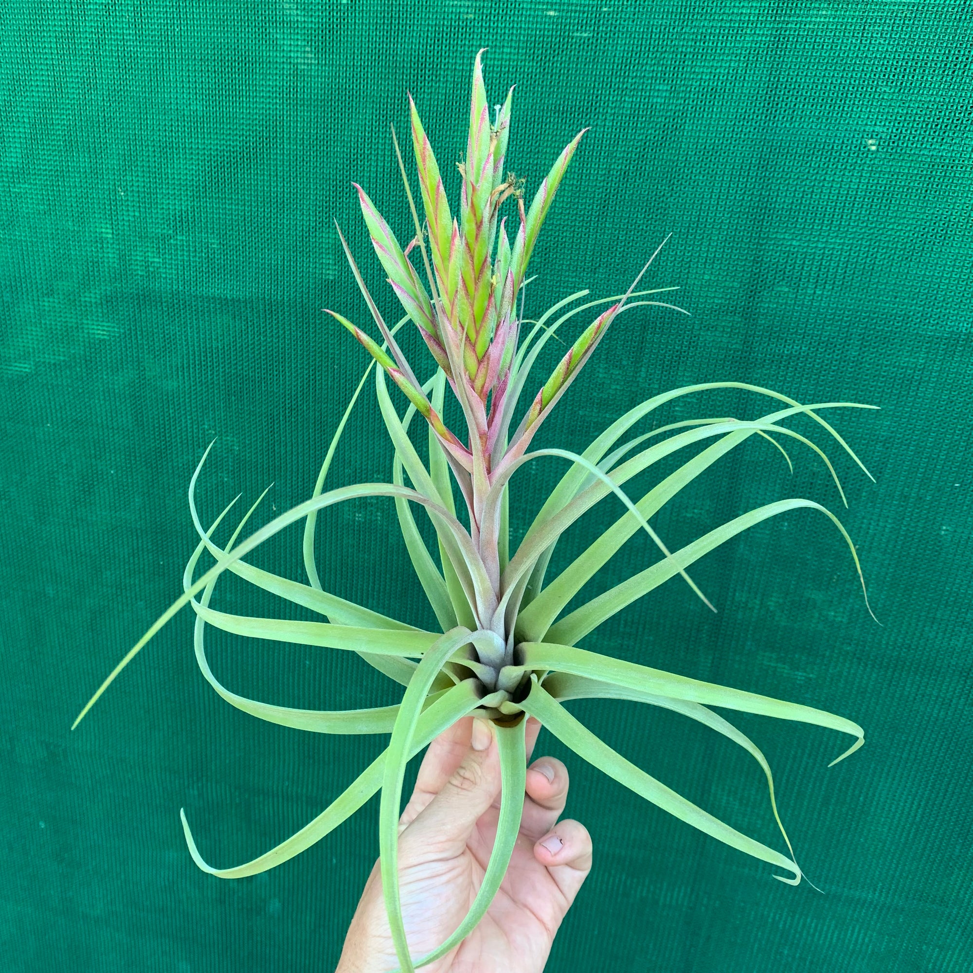 Tillandsia - concolor x streptophylla ? RFI NEW